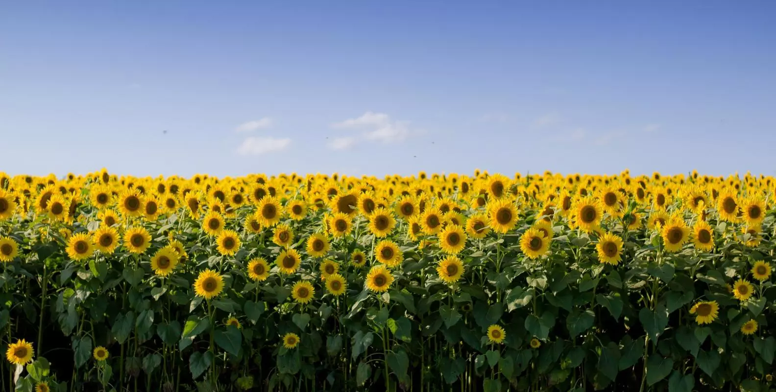 sunflower field